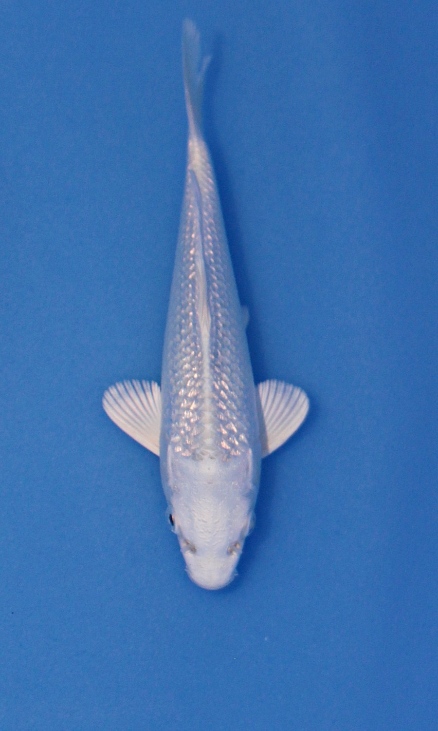 Platinum Ogon Kaneko Koi Farm-611570a2-282e-42c7-64fb-08deaf2bfd7a
